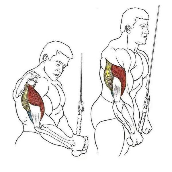 Single Grip Tricep PullDown Rope Cable Attachment Pull Down